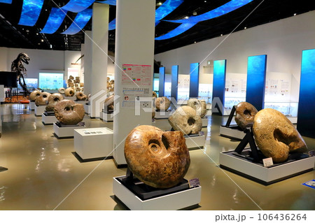 北海道紀行　  三笠市立博物館　　アンモナイト展示 106436264