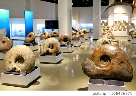北海道紀行　  三笠市立博物館　　アンモナイト展示 106436270