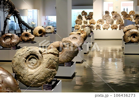 北海道紀行　  三笠市立博物館　　アンモナイト展示 106436273