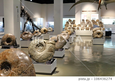 北海道紀行　  三笠市立博物館　　アンモナイト展示 106436274