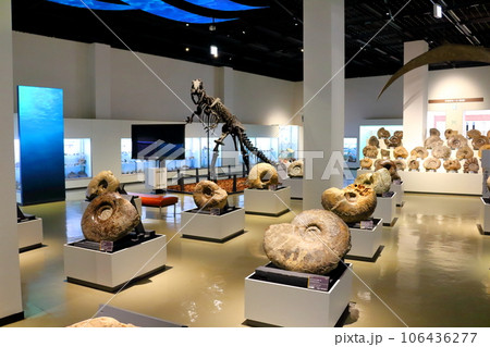 北海道紀行 三笠市立博物館 アンモナイト展示 北海道紀行 三笠市立博物館 アンモナイト展示 106436277