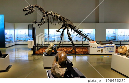 北海道紀行　  三笠市立博物館　　アンモナイト展示 106436282