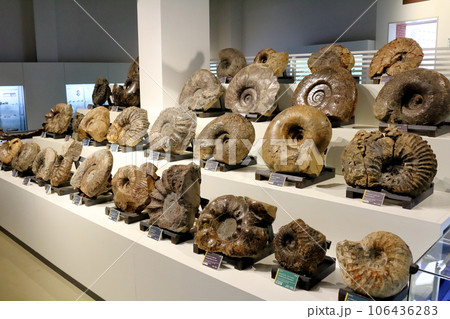 北海道紀行　  三笠市立博物館　　アンモナイト展示 106436283