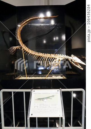 北海道紀行　  三笠市立博物館　　アンモナイト展示 106436284