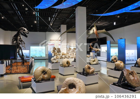 北海道紀行　  三笠市立博物館　　アンモナイト展示 106436291