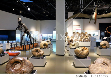 北海道紀行　  三笠市立博物館　　アンモナイト展示 106436295