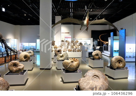 北海道紀行　  三笠市立博物館　　アンモナイト展示 106436296