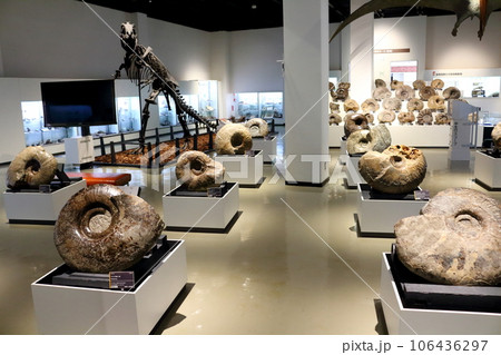 北海道紀行　  三笠市立博物館　　アンモナイト展示 106436297