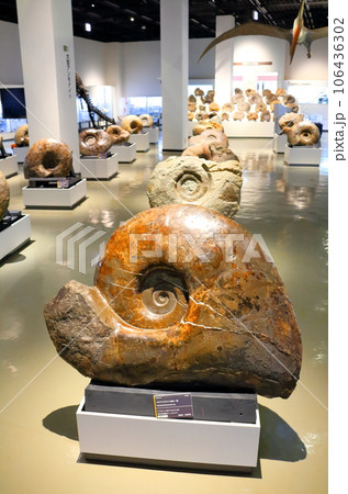 北海道紀行 三笠市立博物館 アンモナイト展示 北海道紀行 三笠市立博物館 アンモナイト展示 106436302