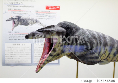 北海道紀行　  三笠市立博物館　　アンモナイト展示 106436306