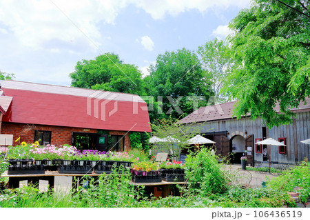 北海道紀行　　6月の上野ファーム　　午前のガーデン 106436519