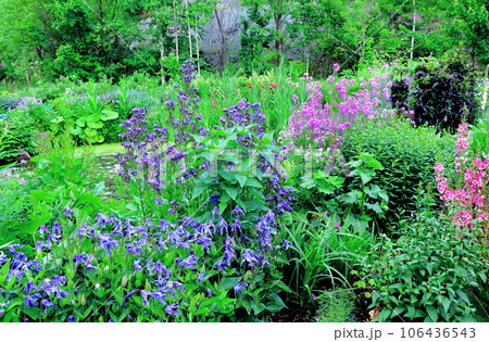 北海道紀行 6月の上野ファーム 午前のガーデン 北海道紀行 6月の上野ファーム 午前のガーデン 106436543