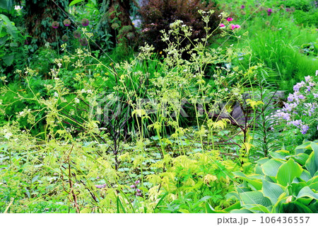 北海道紀行　　6月の上野ファーム　　午前のガーデン 106436557