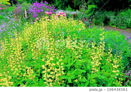 北海道紀行　　6月の上野ファーム　　午前のガーデン 106436561