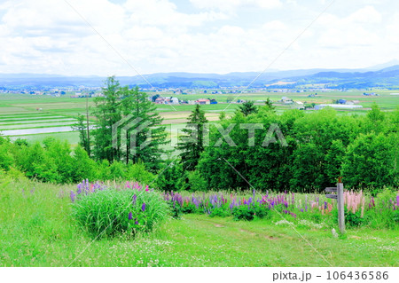 北海道紀行　　6月の上野ファーム　　午前のガーデン 106436586