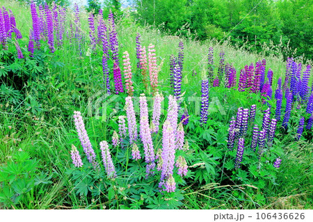 北海道紀行 6月の上野ファーム 午前のガーデン 北海道紀行 6月の上野ファーム 午前のガーデン 106436626