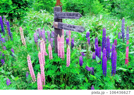 北海道紀行　　6月の上野ファーム　　午前のガーデン 106436627