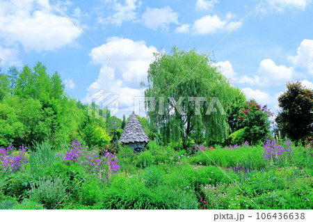 北海道紀行　　6月の上野ファーム　　午前のガーデン 106436638
