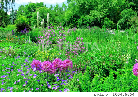 北海道紀行 6月の上野ファーム 午前のガーデン 北海道紀行 6月の上野ファーム 午前のガーデン 106436654