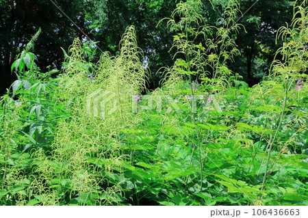 北海道紀行 6月の上野ファーム 午前のガーデン 北海道紀行 6月の上野ファーム 午前のガーデン 106436663