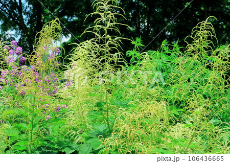 北海道紀行　　6月の上野ファーム　　午前のガーデン 106436665