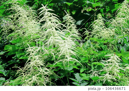 北海道紀行　　6月の上野ファーム　　午前のガーデン 106436671