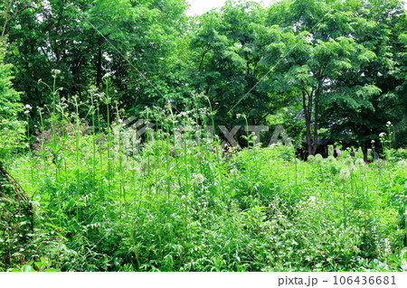 北海道紀行 6月の上野ファーム 午前のガーデン 北海道紀行 6月の上野ファーム 午前のガーデン 106436681