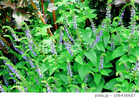 北海道紀行　　6月の上野ファーム　　午前のガーデン 106436687