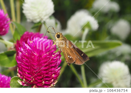 センニチコウの花を吸蜜中のイチモンジセセリ 106436754