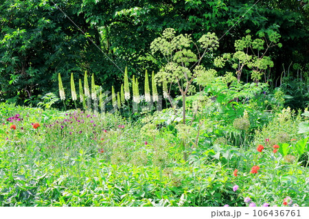 北海道紀行 6月の上野ファーム 午後のガーデン 北海道紀行 6月の上野ファーム 午後のガーデン 106436761