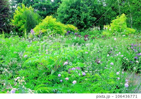 北海道紀行 6月の上野ファーム 午後のガーデン 北海道紀行 6月の上野ファーム 午後のガーデン 106436771