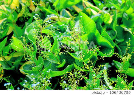 北海道紀行　　6月の上野ファーム　　午後のガーデン 106436789