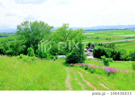 北海道紀行　　6月の上野ファーム　　午後のガーデン 106436833