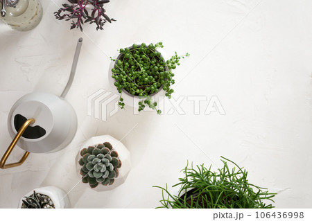 Potted Senecio Rowley house plant in white ceramic pot and other succulent plants on a table indoors 106436998