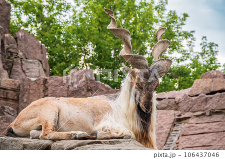 Close-up portrait of Markhor, Capra falconeri, wild goat native to Central Asia, Karakoram and the Himalayas Close-up portrait of Markhor, Capra falconeri, wild goat native to Central Asia, Karakoram and the Himalayas 106437046