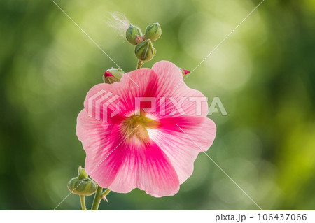 Pink flowers of Hibiscus moscheutos plant close-up. Hibiscus moscheutos, swamp hibiscus, Pink flowers of Hibiscus moscheutos plant close-up. Hibiscus moscheutos, swamp hibiscus, 106437066