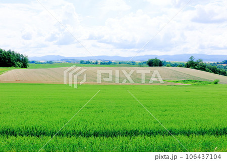 北海道紀行　　6月の新栄の丘 106437104