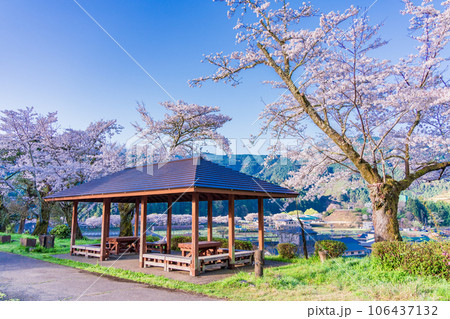 （静岡県）川根町・家山・天王山公園の桜 106437132