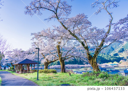 (静岡県)川根町・家山・天王山公園の桜 (静岡県)川根町・家山・天王山公園の桜 106437133