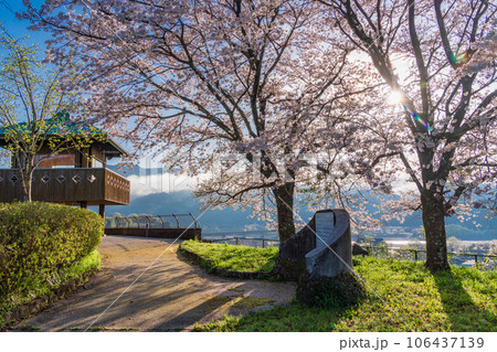(静岡県)川根町・家山・天王山公園の桜 (静岡県)川根町・家山・天王山公園の桜 106437139
