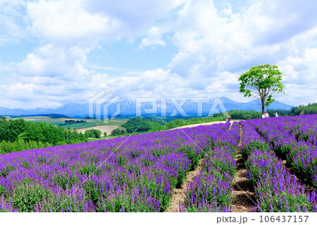 北海道紀行　　6月の四季彩の丘 106437157