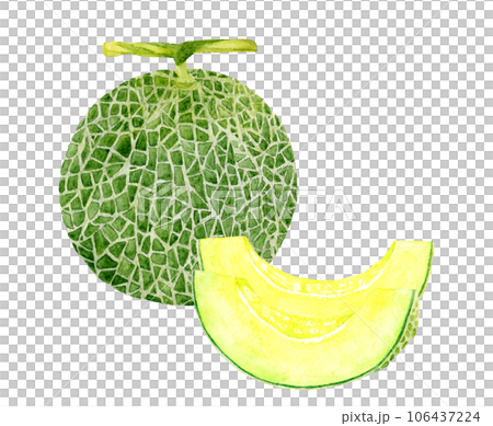 Hand-drawn watercolor illustration of cut melon fruit 106437224