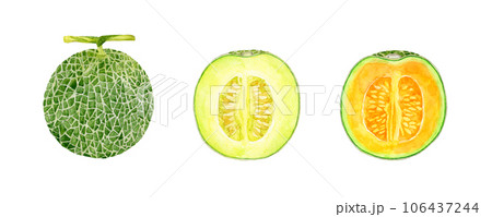 半分にカットしたメロン（緑、赤肉）　フルーツの手描き水彩イラスト素材 106437244