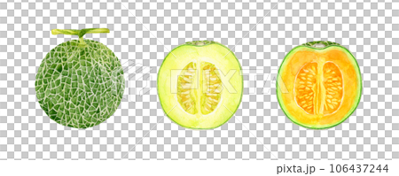 半分にカットしたメロン（緑、赤肉）　フルーツの手描き水彩イラスト素材 106437244