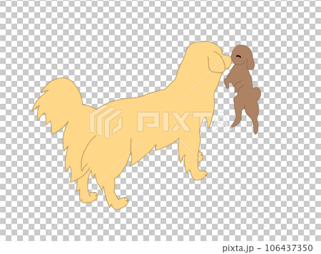 Toy poodle and golden sales retriever