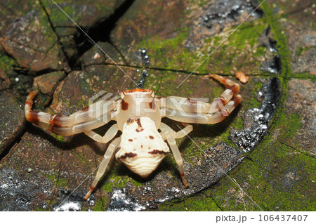 アズチグモ（メス） 106437407