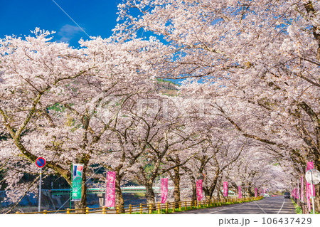 (静岡県)川根町・家山 川根さくら通りの桜トンネル (静岡県)川根町・家山 川根さくら通りの桜トンネル 106437429