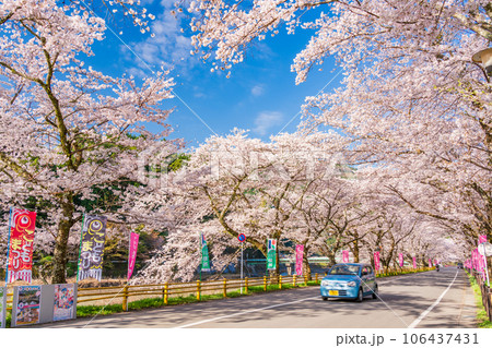 (静岡県)川根町・家山 川根さくら通りの桜トンネル (静岡県)川根町・家山 川根さくら通りの桜トンネル 106437431