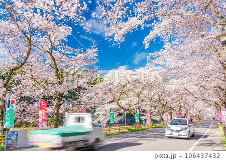 (静岡県)川根町・家山 川根さくら通りの桜トンネル (静岡県)川根町・家山 川根さくら通りの桜トンネル 106437432