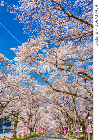 （静岡県）川根町・家山　川根さくら通りの桜トンネル 106437434